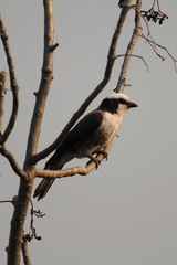 Eurocephalus ruppelli