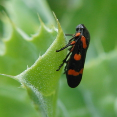 Cercopis intermedia