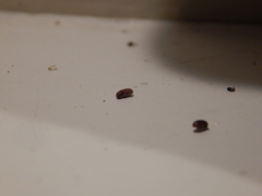 Stegobium