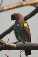 Poicephalus meyeri