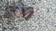 Geoscapheus dilatatus