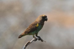 Poicephalus meyeri