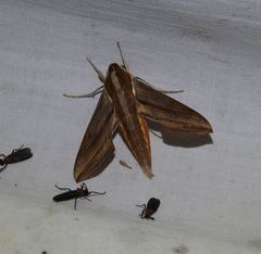 Hippotion boerhaviae