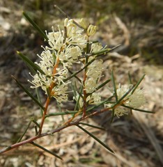 Hakea rugosa