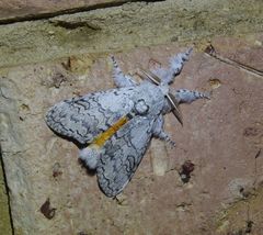 Calliteara farenoides