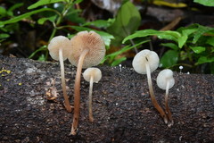 Filoboletus