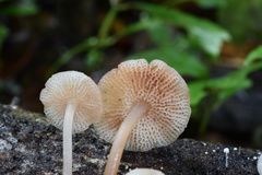 Filoboletus