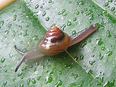 Habroconus