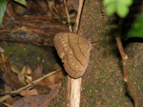 Faunis aerope