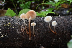 Filoboletus