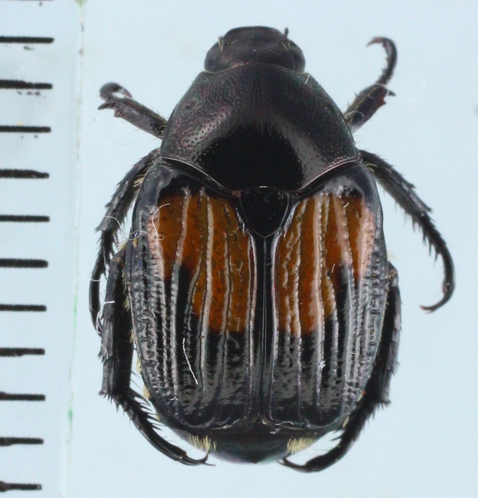 Popillia timorensis
