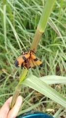 Calopteron terminale