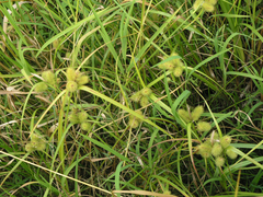 Carex capricornis