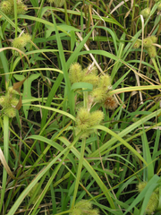 Carex capricornis