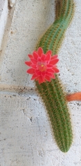 Cleistocactus