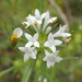 Mountain Saucerflower - Photo (c) pasicam, some rights reserved (CC BY-NC), uploaded by pasicam