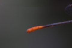 Ceriagrion cerinorubellum