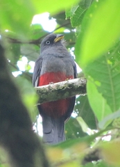 Trogon comptus