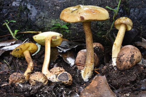 Parasitic Bolete