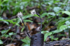 Xylaria comosa