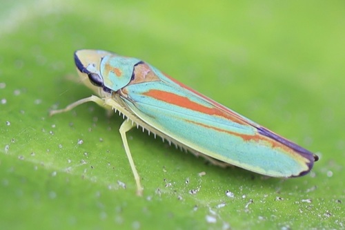Rhododendron Leafhopper photo 3