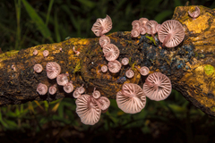 Mycena lumina