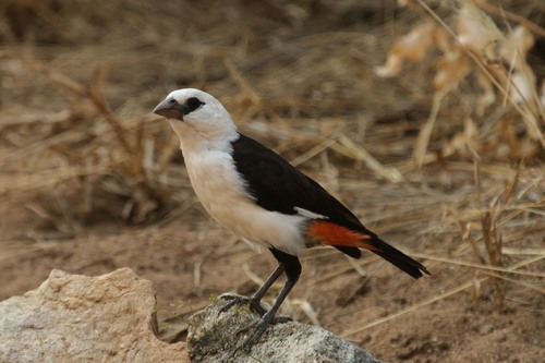 White-headed Buffalo-Weaver