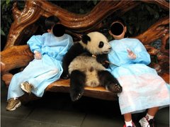 Ailuropoda melanoleuca