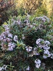 Veronica diosmifolia