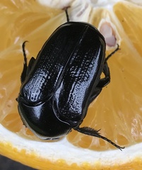 Desicasta reichei