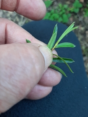 Veronica diosmifolia