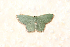 Chloropteryx nordicaria
