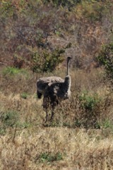 Struthio camelus massaicus