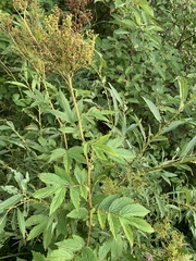 Filipendula