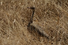 Eupodotis senegalensis