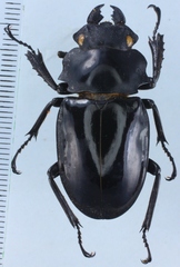 Odontolabis celebensis