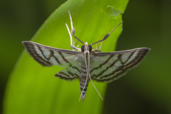 Ravanoa xiphialis