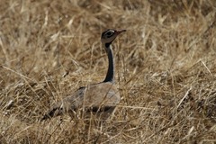 Eupodotis senegalensis