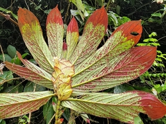 Columnea medicinalis