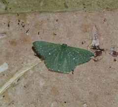 Prasinocyma iosticta