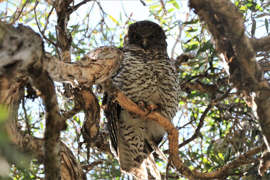 Powerful Owl in August 2020 by Jens Sommer-Knudsen · iNaturalist