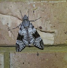 Psilogramma papuensis