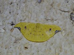 Tridrepana lunulata