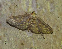 Trigonobela perfenestrata