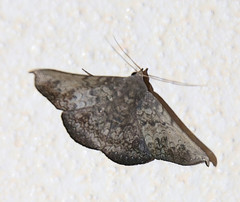 Drepanoperas falcigera