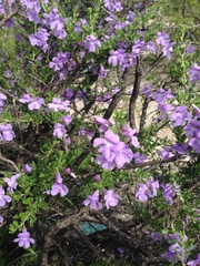 Leucophyllum laevigatum