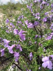 Leucophyllum laevigatum