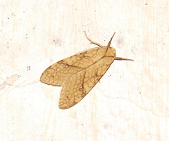 Lophocampa annulosa