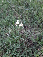 Nothoscordum bivalve
