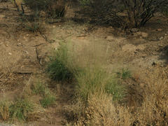 Eragrostis intermedia